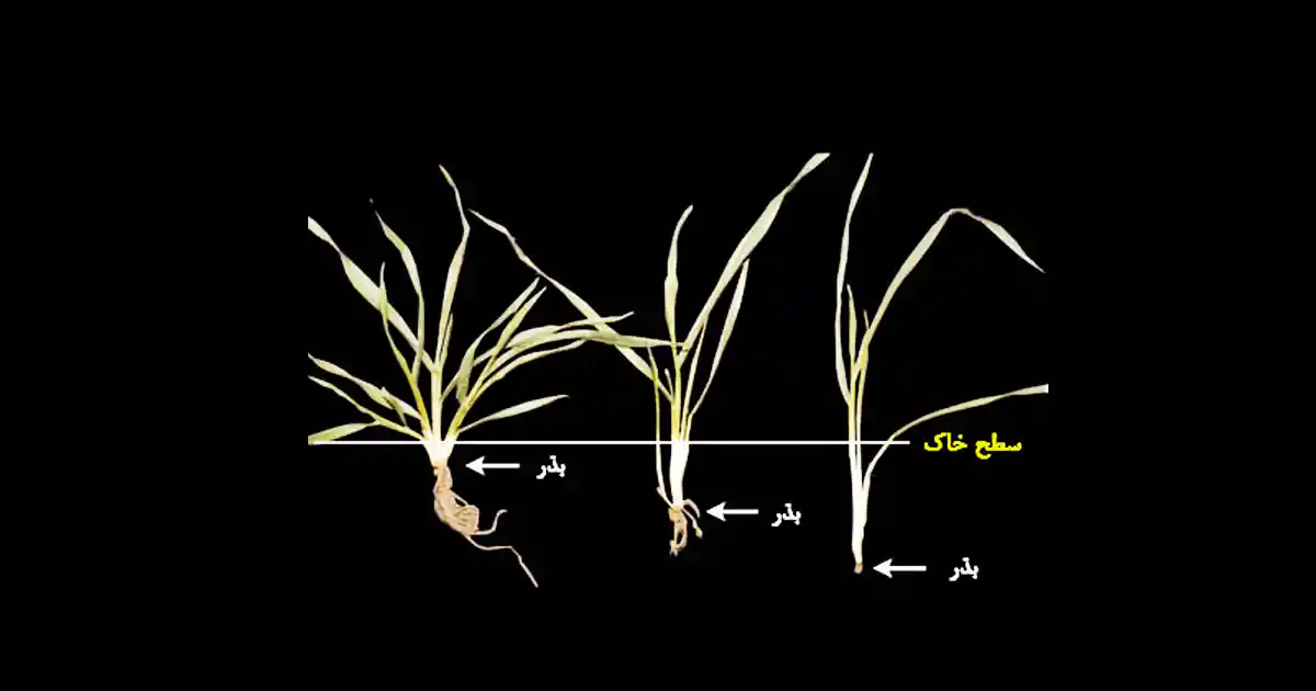 تاثیر عمق کاشت بذر گندم بر استقرار اولیه گیاهچه