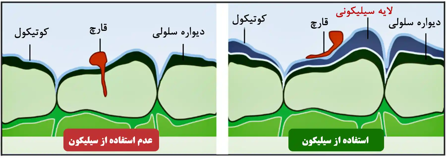 مقاومت به بیماری‌های قارچی و آفات با کود سیلیکات پتاسیم