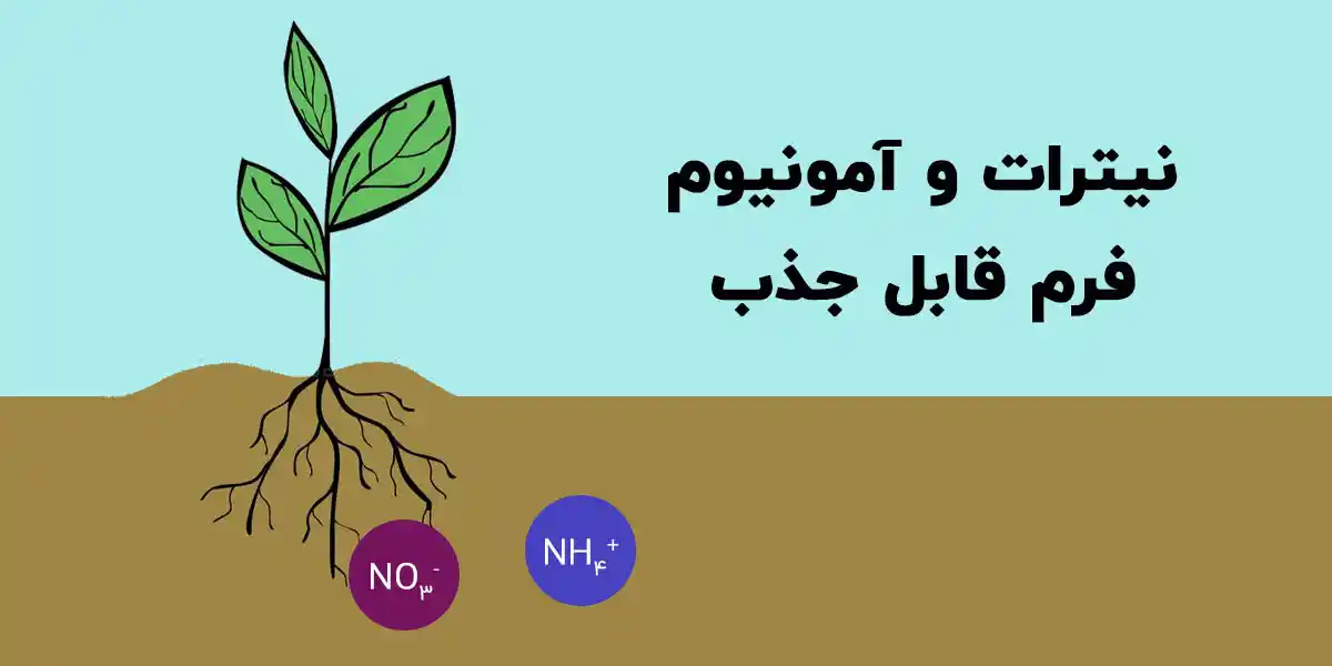 فرم قابل جذب نیتروژن برای گیاهان
