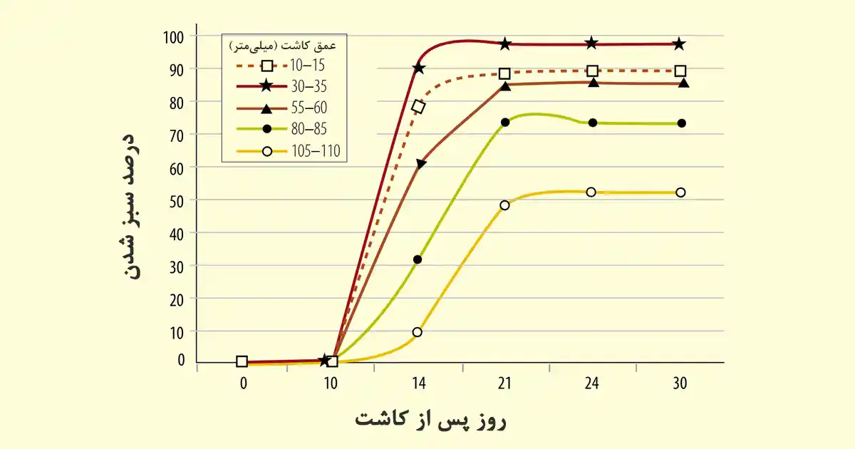 عمق مناسب کاشت گندم