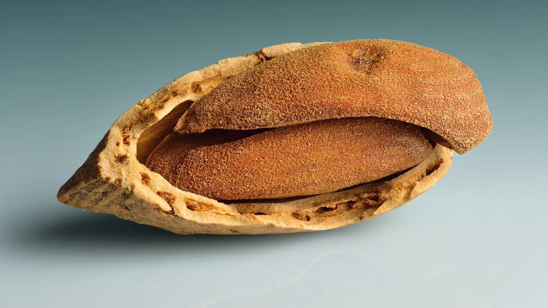 دوقلوزایی در بادام
