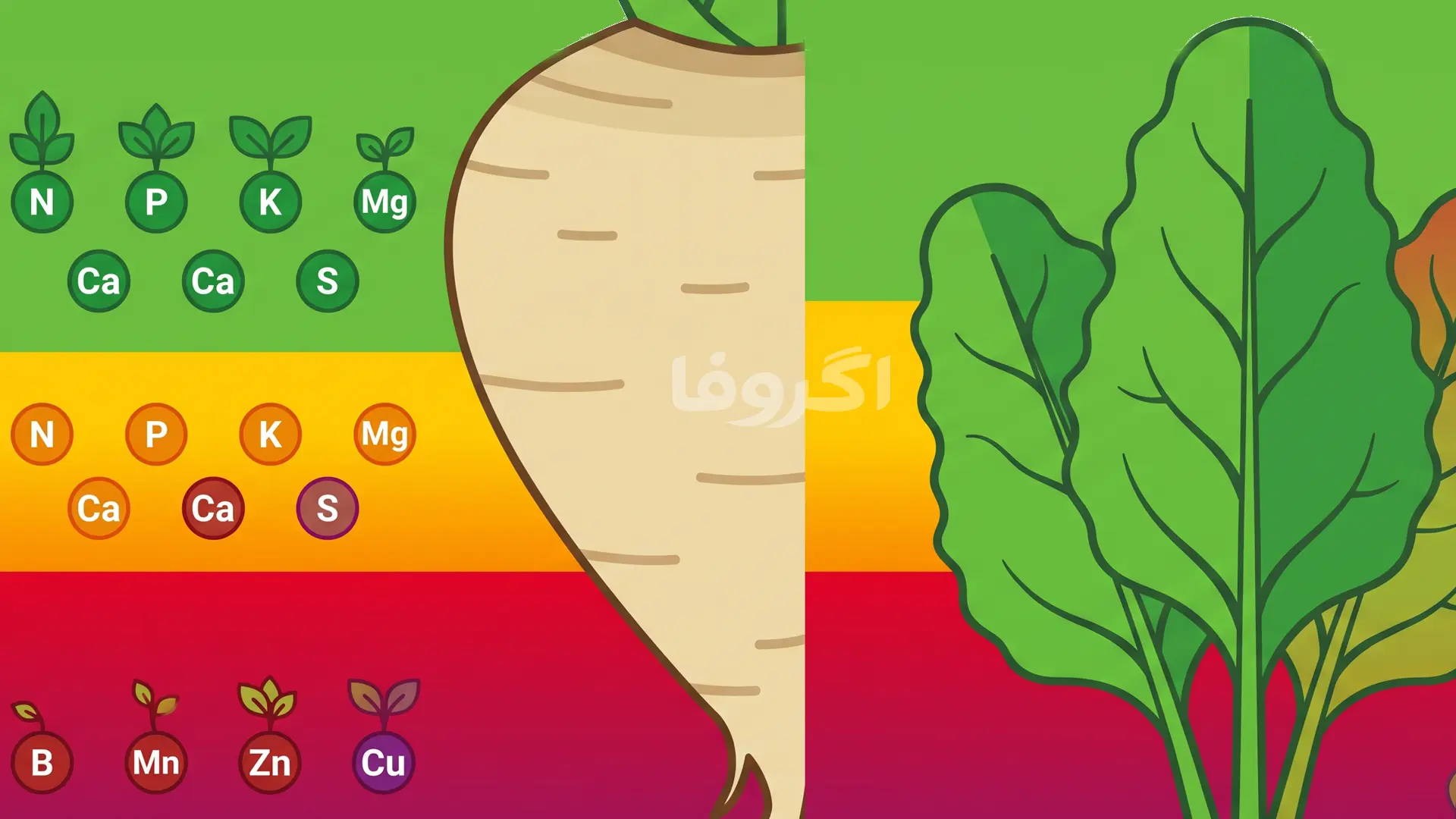 حد مطلوب و بحرانی عناصر غذایی در برگ چغندر قند