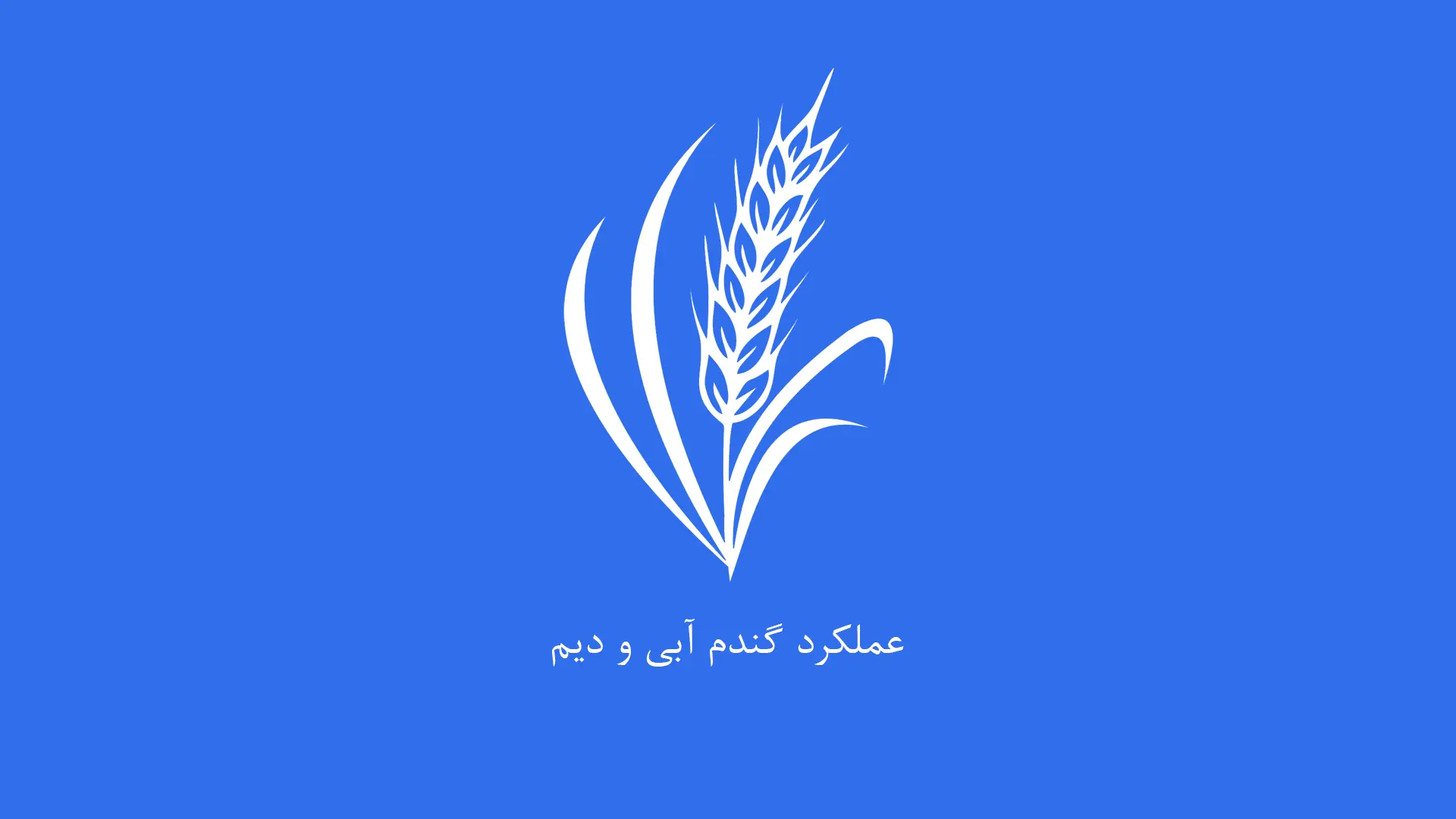 عملکرد گندم آبی و دیم